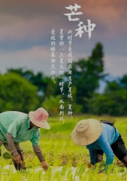 芒种节气,这些养生知识要知道