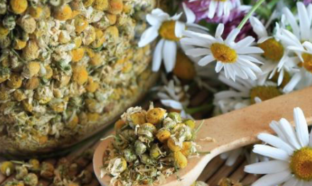 哪些花茶适合养生